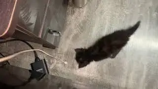 Tiny persian kitten learning to play with different things. Cute persian kittens