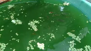Minhas atuais matrizes de guppy na bacia sem bomba...
