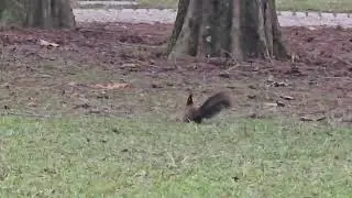 2026-01-23 LJUBLJANA Krajinski park Tivoli RODENTIA Sciurus vulgaris NAVADNA VEVERICA