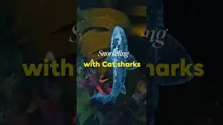 Snorkelring with cat sharks in Falmouth