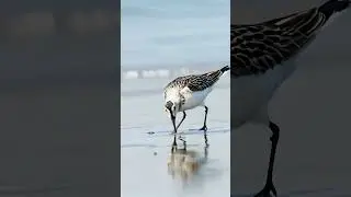 Sanderling. #wildlifebirding #birdspecies #birdwatchinglife