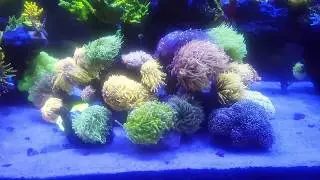 Torch Garden (27/10/16) -  Kadu Reef 3 - 280g Mix Reef tank