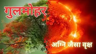 गुलमोहर &ndash; अग्नि जैसा वृक्ष     #GulmoharTree#AyurvedVishwaguru#AyurvedicPlants#MedicinalTrees