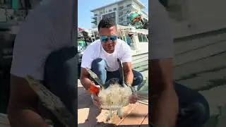  “البرنيكل يهدد حياة السلحف الصغيرة.” 🦪⚓️🐢🥺