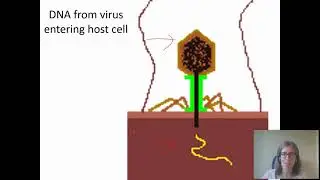 06.02 Viruses
