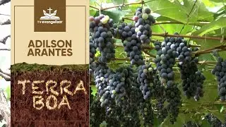 O cultivo da uva em Marialva-PR | Terra Boa com Adilson Arantes [CC]