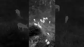 DJI Mavic 3 Thermal Drone #djimavic3t  #dji #dronehoghunting #hunting  #hoghunting #drone #nighthunt
