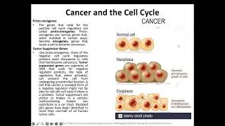 Cell Division Part 1 || Biology for Engineers (BIO 3105) || Dr. A.S. Nahid This Mam || UIU || CSE