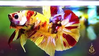 MultiColour ( Nemo Yellow Base)​ ✨ GRADE A+++✨
