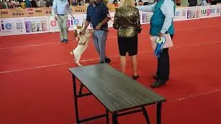 DOG SHOW /PETEX INDIA HITEX HYDERABAD 2023