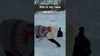 This Is My New Adventure❄️ Calm Winter Walk with Bambi #bambitheblackcat #catadventure #adventurecat