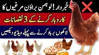 Lohman Brown Chicken Farming 3 Disadvantage | Small Poultry Farming Business Tips | Mini Zoo Birds 
