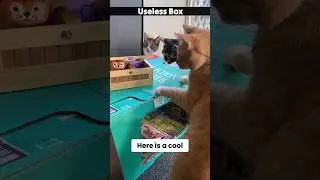 кошки против не трогай бесполезную коробку, забавный гаджет 😎 #шорты