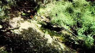 Coati video by Mark Guerena.AVI
