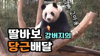 현장영상 🎦딸바보 강버지의 당근배달 | 딸 밥먹고 자~ | 목빠져라 자는 러바오 앤딩킬포🎦 💕🐼러바오🐼아이바오💕 🗓20260202