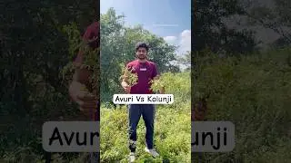How to identify Indigo Leaves (Avuri Vs Kolunji) #herbalhairdye #theparambariyam
