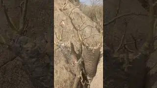 desert rose applied to the metallic arrow heads for hunting large animals#hadzabetribe #bushlife🏹🇹🇿