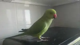 ചക്കരക്കുട്ടീ  ഉമ്മ !! Malayalam talking parrot Chikku  Chikku My Parrot  Cute baby parrot talking