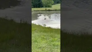 MEMORIAL DAY: #dogtraining #gundogtraining #retreiver #gundog #pitbosswaterfowl #duckdog