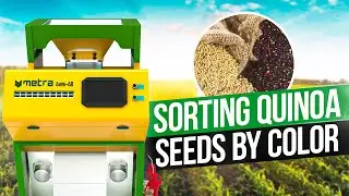 Metra color sorter cleaning Quinoa seeds