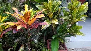 5 tipos de croton.