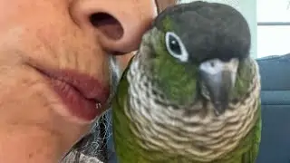 Caging Conures Together Successfully- Which? Cage Size? How? | #bird #parrot_bliss