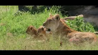 BIG CAT'S TAILS | BIG BOOS | full episode Urdu hindi documentary