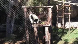 Leaping lemurs at Reid Park Zoo