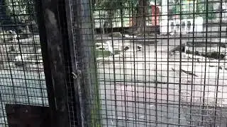 Penang's Bird Park