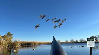 Охота на уток в общественных местах! (Лимит для всех селезней!)