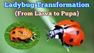Ladybird (Ladybug) Transformation: From Larva to Pupa (In Real-time)