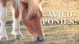 Hiking with Wild Ponies! | Exploring Grayson Highlands State Park