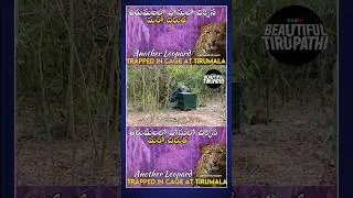 #tirumala #leopard #trapped #in #cage #ttd #hindutemple #viralvideo #viralshort #wildlife #fy