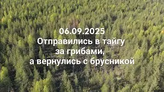Поехали за грибами, а вернулись с брусникой!