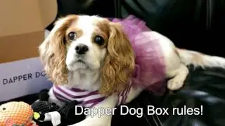 Olive Oil and The Dapper Dog Box Unboxing