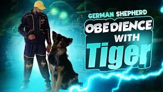 Obedience Training with German Shepherd Tiger | Best Dog Trainers in Pakistan