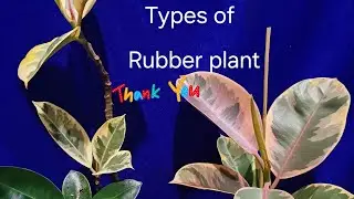 types of rubber plant in manipur |best indor plant |plant vlog -2 #manipur #support #flowers