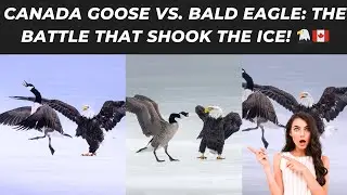 Canada Goose vs. Bald Eagle: The Battle That Shook the Ice! 🦅🇨🇦 #CanadaGooseVsEagle
