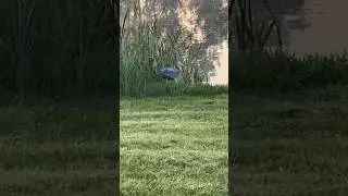Great blue heron flying #birds #wildlife #nature