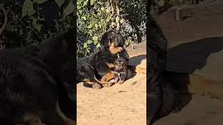 Gaddi Dog #bhotiyadog #doglover