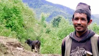 Cowherd Lifestyle of Mountain hilly jungle  of Rural Nepal || visit Of New Place ( EP 69) with UK