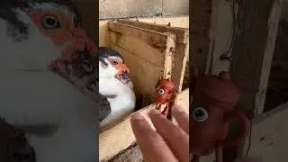 Angry Duck 🦆😤 Bit Me While Taking Tatata Sahur | #duck #shorts #trending #funny