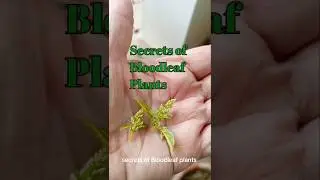 DON'T WAIT! Apply this trick on Bloodleaf plant In JANUARY NOW! Secret  #shortvideo #plants #garden