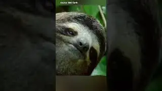 the smiling sloth #shorts