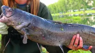 Catching CATFISH from the BANK | Channel Catfish | Flathead Catfish | Blue Catfish