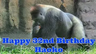 上野動物園のゴリラのシルバーバック・ハオコの32歳の誕生日のランチ（Haoko's birthday Lunch)Haoko family in Ueno zoo 2025.08.21