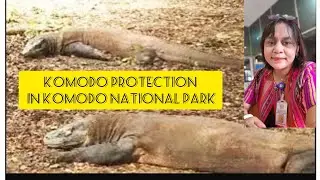 Komodo protection in Komodo National Park#wildlife #komodo #reptiles #komodotrip