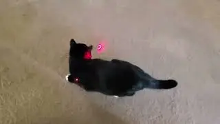 Cowjag Laser Pointer Cat Toy Review