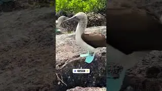 Fearless Ocean Hunters Blue Footed Boobies #wildlife #animal #animals #daily #wildliferescue