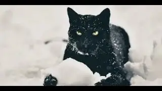 Коты на снегу: бегают, прыгают, охотятся, прячутся в снегу.